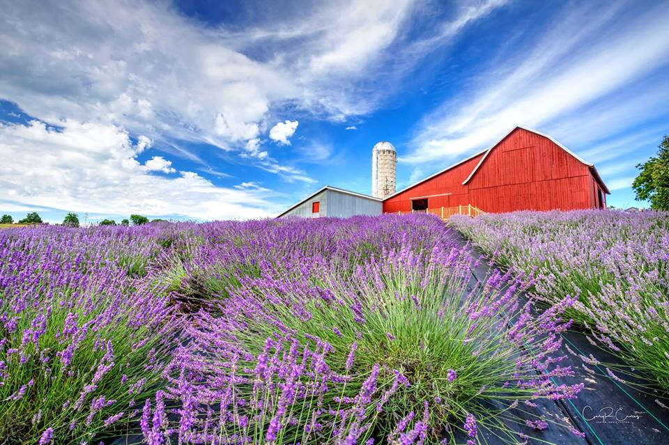 Lavender Hill Farm, Boyne City, MI - Booking Information & Music Venue